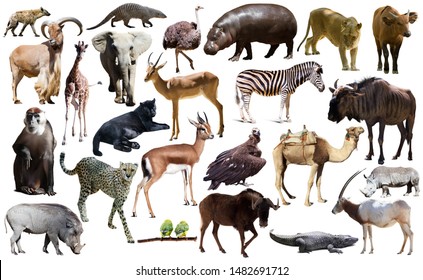 Collage with African mammals and birds isolated over white background - Shutterstock ID 1482691712