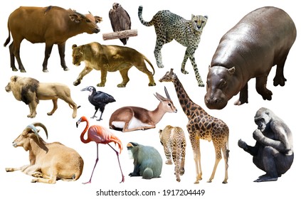 Collage with African mammals and birds isolated over white background - Shutterstock ID 1917204449