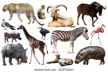 Collage with African mammals and birds isolated over white background - Shutterstock ID 2019721811