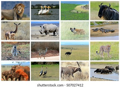 Collage Animals African Savannah Kenya Stock Photo (Edit Now) 507027412