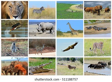 Collage Animals African Savannah Kenya Stock Photo (Edit Now) 507027412