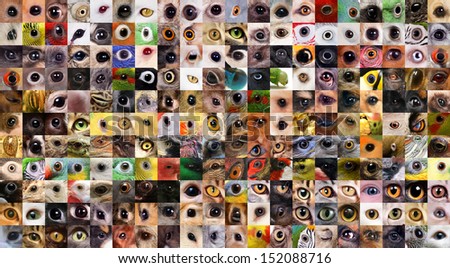 collage animals eyes stock