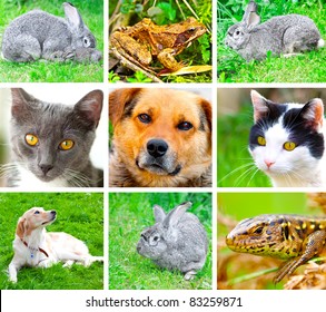 11,100 Pets collage Images, Stock Photos & Vectors | Shutterstock