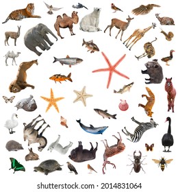 collage of animals isolated on white background - Powered by Shutterstock