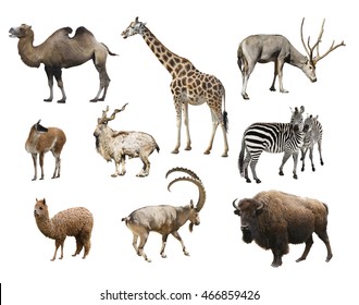 A Collage Of Animals Mammals Artiodactyla