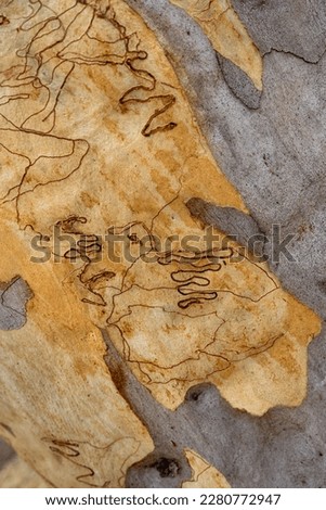 Collage of bark textures on the surface of an Australian eucalyptus tree called a Scribbly Gum because of all the scribbly lines left behind by the scribbly moth carving tunnels into its bark