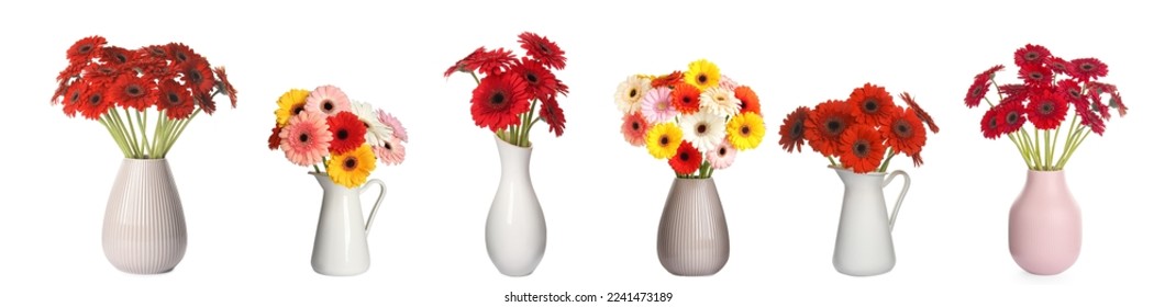 Collage with beautiful bright gerbera flowers in vases on white background. Banner design - Powered by Shutterstock