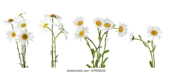 Collage of beautiful chamomile flowers on white background - Powered by Shutterstock