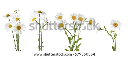 Collage of beautiful chamomile flowers on white background