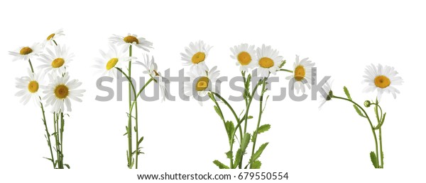 Collage Beautiful Chamomile Flowers On White Stock Photo 679550554 ...