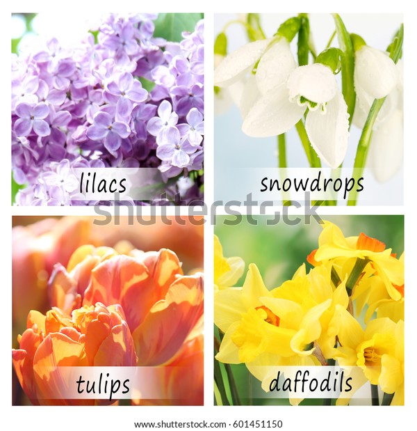 Collage Beautiful Flowers Names Stock Photo Edit Now 601451150,Types Of Window Coverings For Sliding Glass Doors