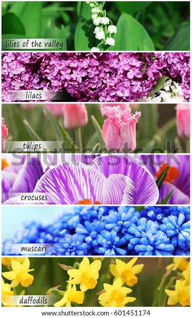 Collage Beautiful Flowers Names Stock Photo Edit Now