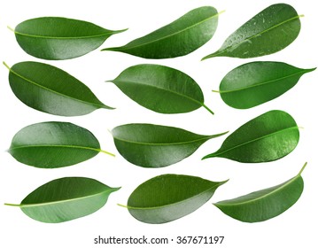 Watercolor Seamless Pattern Green Tea Leaves Stock Illustration ...