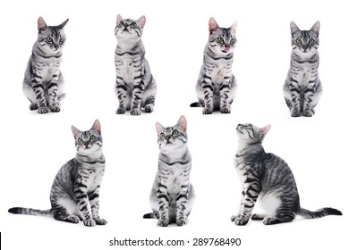 Collage Of Beautiful Grey Cat Isolated On White