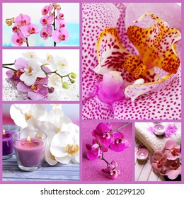 Collage of beautiful orchids