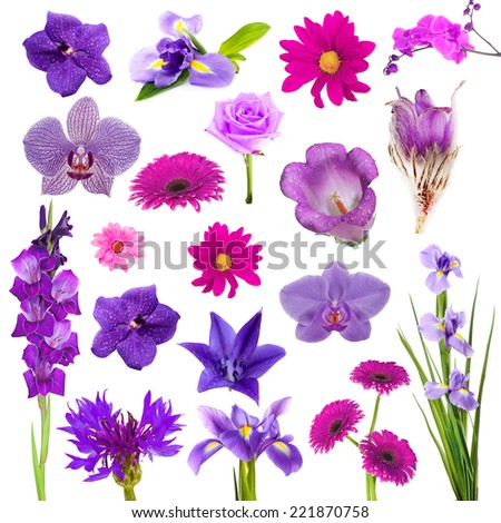 Collage of beautiful purple flowers