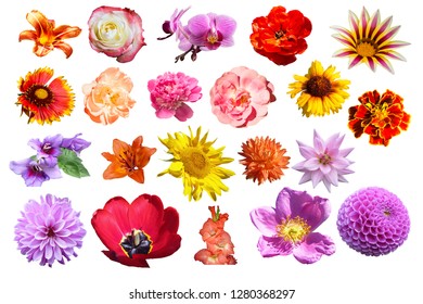 Collage From Beautiful Spring And Year Flower Insulated On White Background