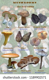 Collage Best Edible Mushrooms Scientific English Stock Photo 1189902571 ...