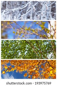 Collage. Birch Tree In Winter, Spring, Summer And Autumn. Floral Backgrounds. Four Seasons. Calendar 