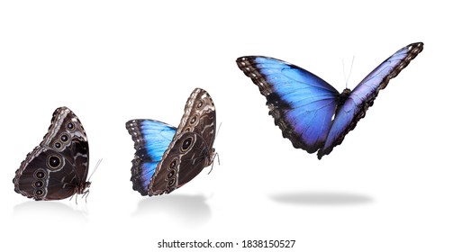 Collage With Blue Morpho Butterfly Flying Up On White Background. Banner Design 