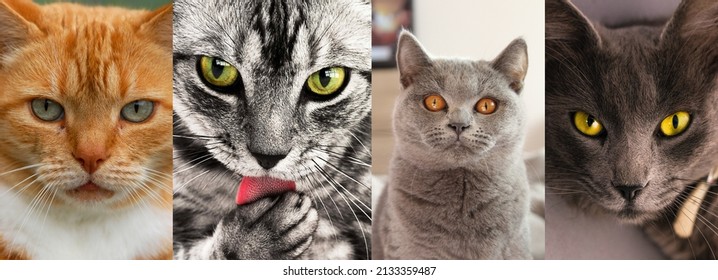 6,665 Cat different eye color Images, Stock Photos & Vectors | Shutterstock