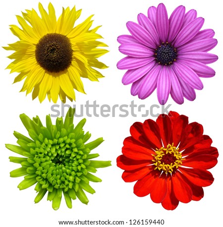 collage with colorful flowers isolated