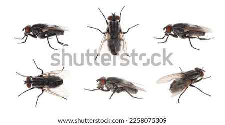 Collage with common black flies on white background