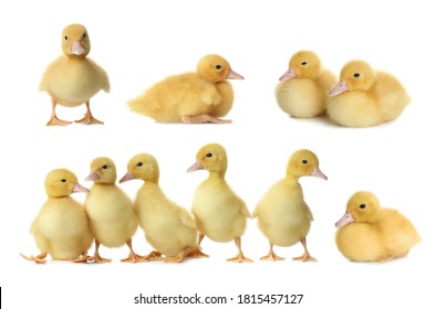 Collage with cute fluffy ducklings on white background. Farm animals