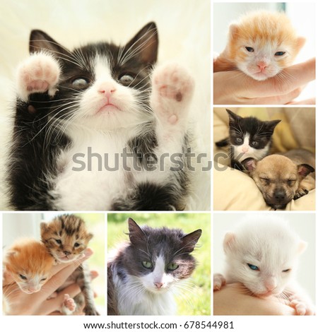 Collage with cute kittens and puppy