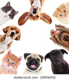 Collage of cute pets isolated on white - Shutterstock ID 234936910