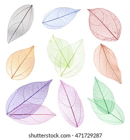 Collage of decorative skeleton leaves on white background.