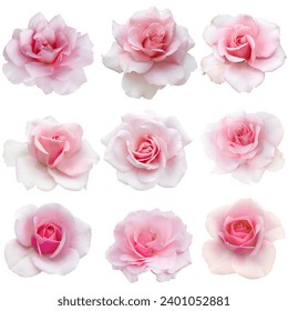 Collage of delicate pink roses isolated on white background. Detail for creating a collage - Powered by Shutterstock