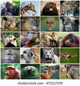 Collage With Different Animal Faces