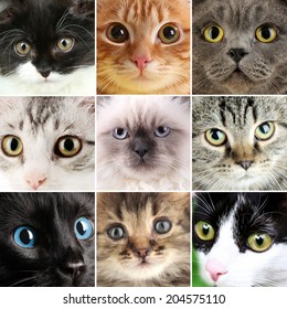 11,284 Collage gatos Images, Stock Photos & Vectors | Shutterstock