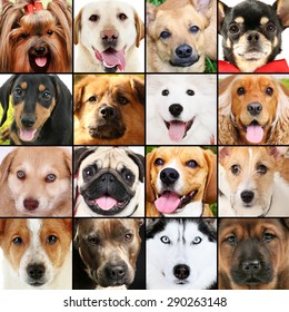 4,314 Animal Face Collage Images, Stock Photos & Vectors | Shutterstock