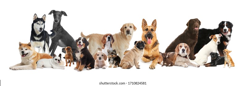 Collage with different dogs on white background. Banner design - Shutterstock ID 1710824581