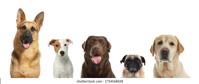 Collage with different dogs on white background. Banner design