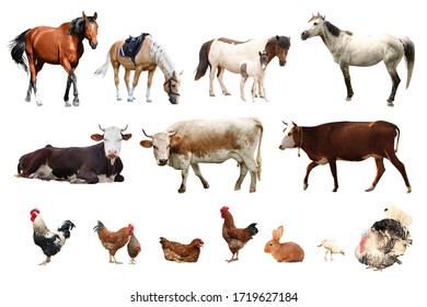 Collage Of Different Farm Animals On White Background