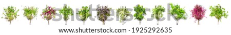 Collage of different microgreens on a white background. Selective focus. nature.