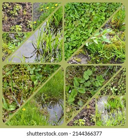 Collage of different textures of spring soil and fresh green grass