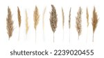 Collage of different type of Pampas Grass isolated on white background.