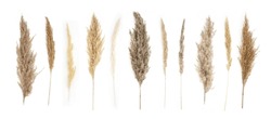 Collage Of Different Type Of Pampas Grass Isolated On White Background.