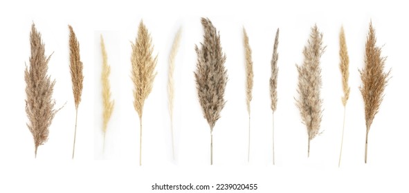 Collage of different type of Pampas Grass isolated on white background.