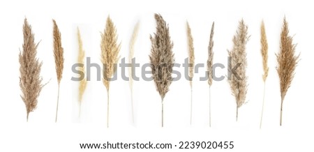 Collage of different type of Pampas Grass isolated on white background.