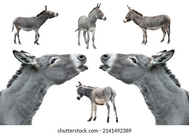 collage donkey isolated on white background