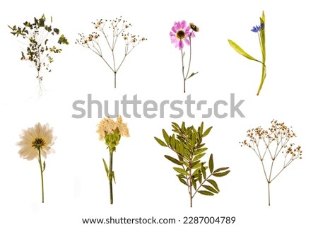 Collage of dried herbarium plants on a white background