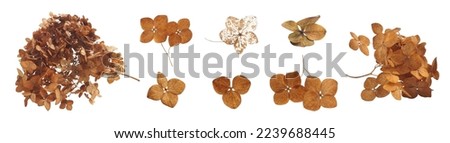 Collage with dry hortensia (hydrangea) on white background. Banner design