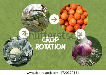 Collage Explaining Crop rotation concept in agriculture. Leaf, Legume, Fruit and Roots crops are planted in sequence to avoid exhausting the soil and to control weeds, pests, and diseases.