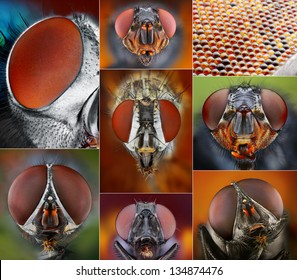 Collage of extreme macro portraits of flies.