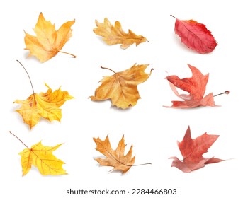 Collage with fallen autumn leaves on white background